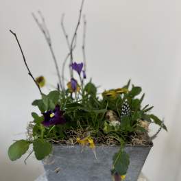 Violets are blue by Westford Florist Art by Veny