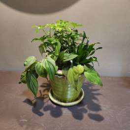 Potted green houseplant in a ceramic pot with saucer