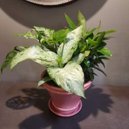 Potted green houseplant with variegated leaves in a pink pot