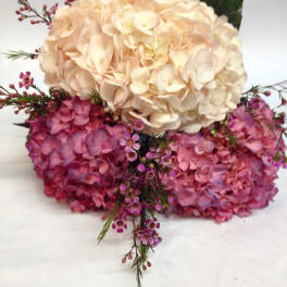 Sweet Hydrangea