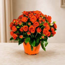 Orange rose bouquet in an orange pot