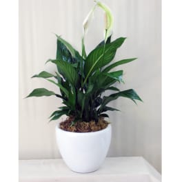 Potted peace lily plant with white blooms in a white planter