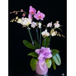 Pink and white orchids in a lavender pot with a ribbon bow