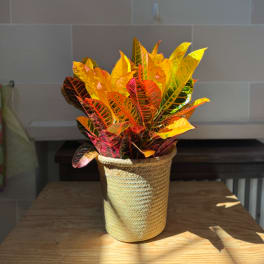 Colorful croton plant in a woven basket planter