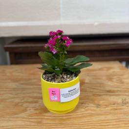 Potted kalanchoe with pink flowers in a yellow container