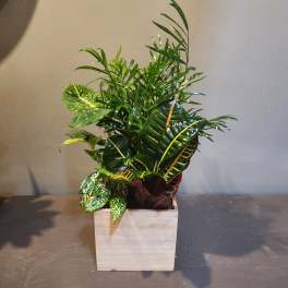 Mixed tropical houseplant arrangement in a white wooden planter