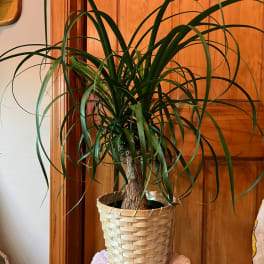 Potted ponytail palm in a woven basket planter