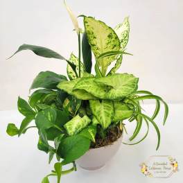 Medium Dish Garden