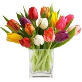 Mixed tulips in a clear glass vase