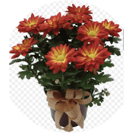 Potted red and yellow chrysanthemums with a plaid bow