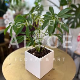 Potted green plant in a white square ceramic pot