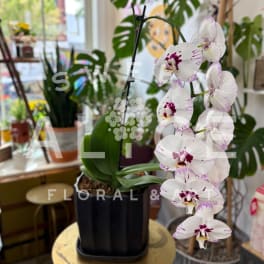 White orchid plant with purple-speckled blooms in a black pot