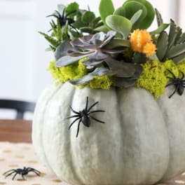 Spooky Succulent Pumpkin