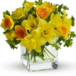 Yellow and orange daffodils arranged in a clear glass vase