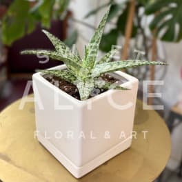 Small spotted succulent in a white square pot