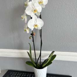 White orchid plant in a white pot with tall stems