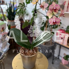 Potted orchid with pink-and-cream blooms in a gold container