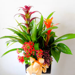 Tropical arrangement with orange bromeliads and pink flowers in a black container