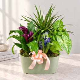 Mixed potted plant arrangement with purple calla lilies and a pink ribbon