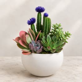 Succulent arrangement in a white bowl with purple cactus blooms