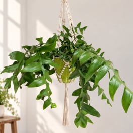 Hanging potted plant with long trailing green leaves in a macramé hanger