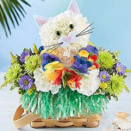 Luau Kitty
