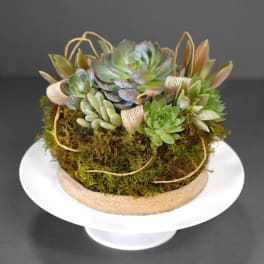 Succulent arrangement in a low round container with moss and twine accents