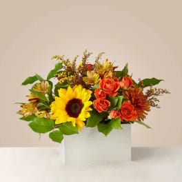 Sunflower and orange rose arrangement in a white box