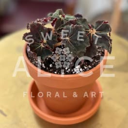 Potted dark-leaved plant in a terracotta pot with a saucer