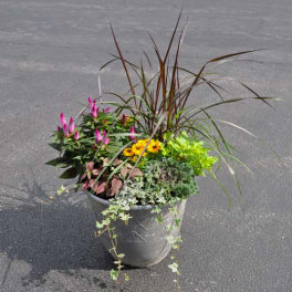 Outdoor planter with pink and yellow flowers, ornamental grass, and trailing ivy in a gray pot