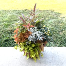 Potted mixed foliage planter with trailing lime-green leaves and rust, silver, and green textures on a patio.