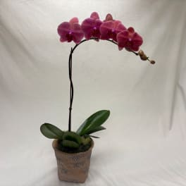 Potted pink orchid with a tall arching stem and broad green leaves