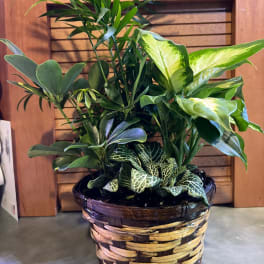 Mixed potted houseplants in a woven basket planter