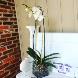 Orchids and River Rock