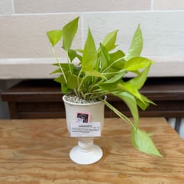 Potted philodendron plant in a white pedestal pot