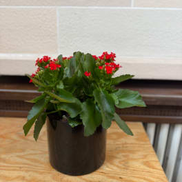 Potted plant with small red flowers in a black container