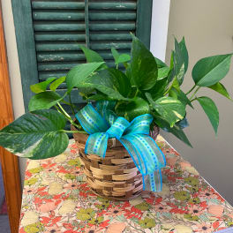 Potted pothos plant in a woven basket with a blue ribbon