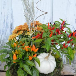 Harvest Planter