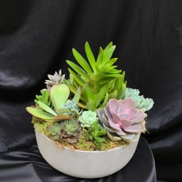 succulents assortment