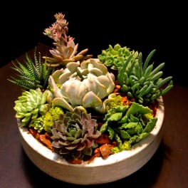 Succulents Garden
