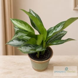Potted green houseplant with variegated leaves in a decorative container