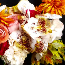 Fall Designer's Choice