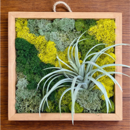 Framed moss wall art with a small air plant attached