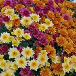 Designer's Choice Arrangement