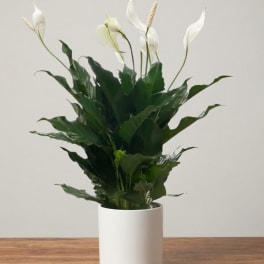 White peace lilies in a white pot on a wooden surface