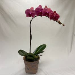 Potted pink orchid with a single arching stem and broad green leaves