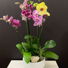 Potted orchids with pink, purple, and yellow blooms in a white container