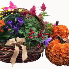 Wicker basket of colorful flowers with burlap bow and two orange flower pumpkins