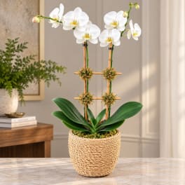 White orchid plant in a woven basket pot with bamboo stakes
