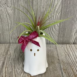 Air plant in a white ghost-shaped pot with a pink glitter bow